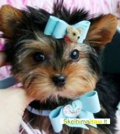 Arbatos puodelis jorkšyro terjerų šuniukai priimti