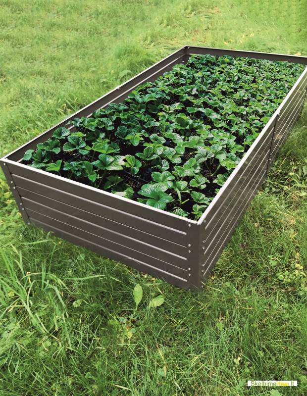 Pakelta lysvė klasika garden