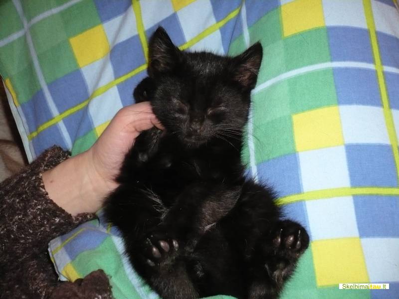 Dovanojame 2men. katyte