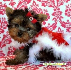 Jorkšyro terjerai geros namų