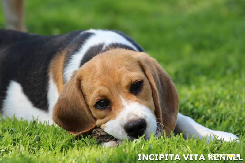 Parduodama biglių veislės kalytė