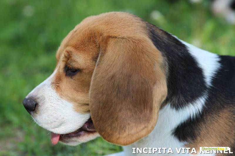 Parduodama biglių veislės kalytė