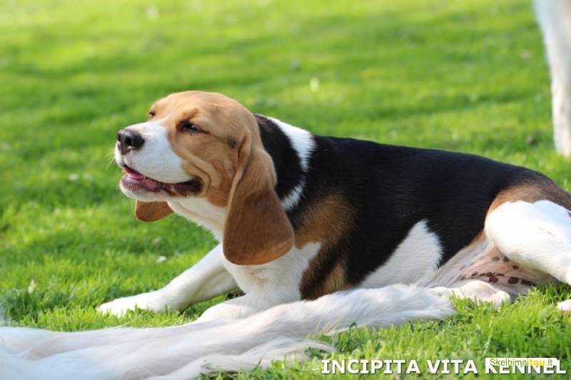 Parduodama biglių veislės kalytė