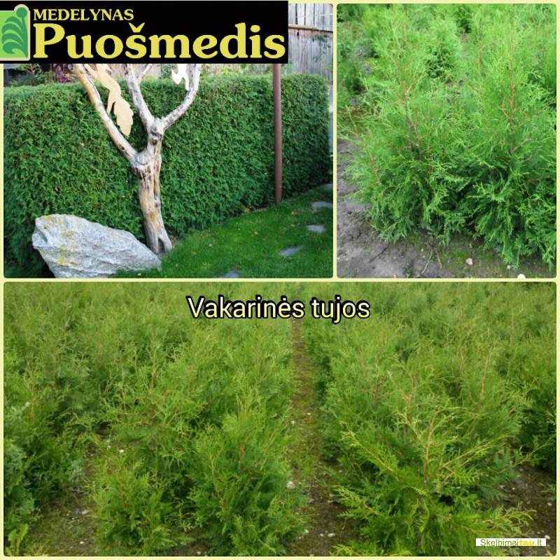 Tujos akcija, pigiau ir geriau nerasite