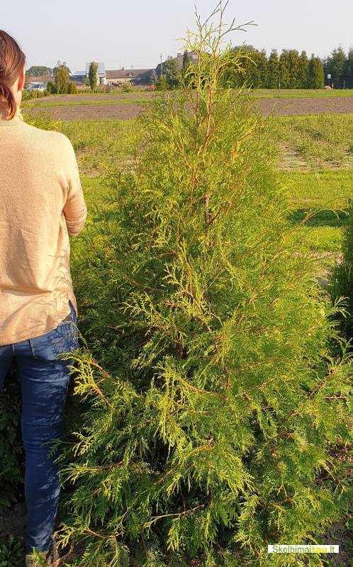 Tujos gyvatvorėms ir ne tik