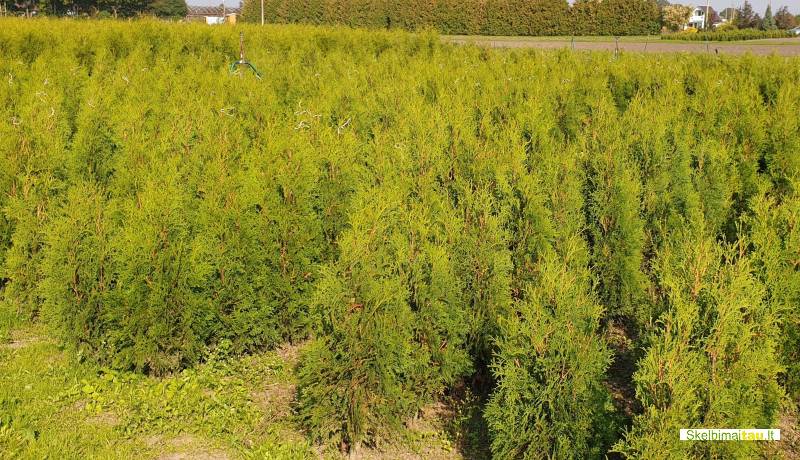 Tujos gyvatvorėms ir ne tik