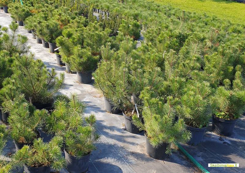 Tujos gyvatvorėms ir ne tik