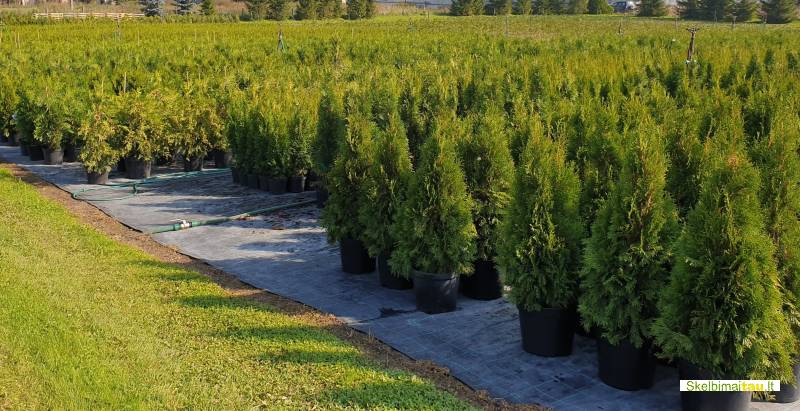 Tujos gyvatvorėms ir ne tik