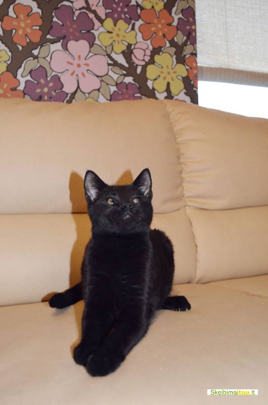 Dovanojamas jaunas, kastruotas, nakties juodumo brilis