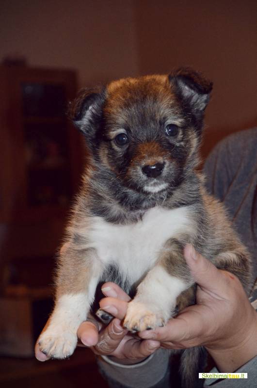 Dovanojami 1,5 mėn. nuostabūs mažaūgiai šuniukai