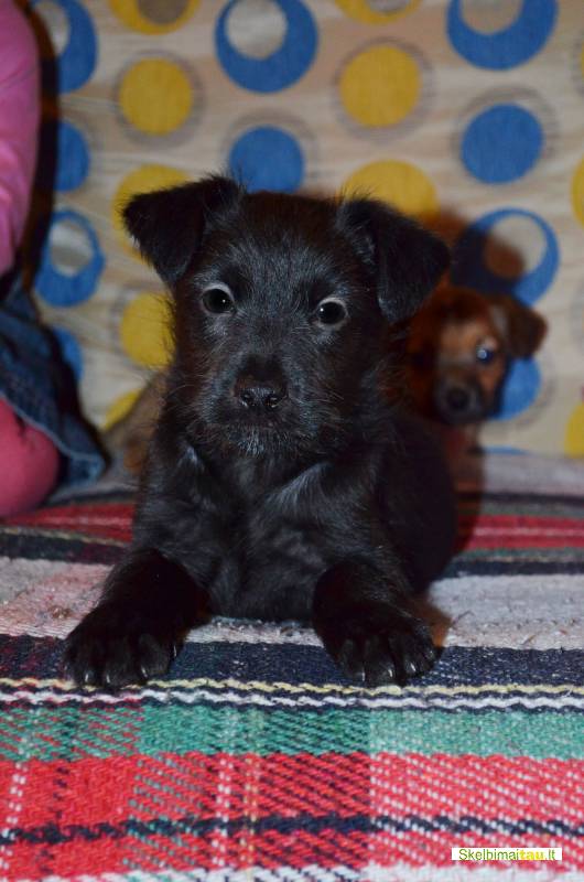 Dovanojami 1,5 mėn. nuostabūs mažaūgiai šuniukai