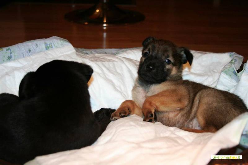 Dovanojami 1,5 mėn. nuostabūs mažaūgiai šuniukai