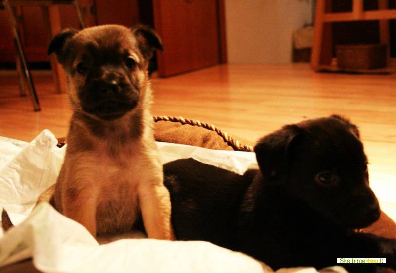 Dovanojami 1,5 mėn. puikūs žemaūgiai šuniukai