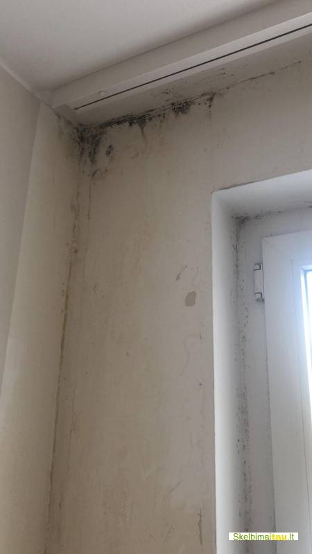 Profesionalus pelėsio naikinimas