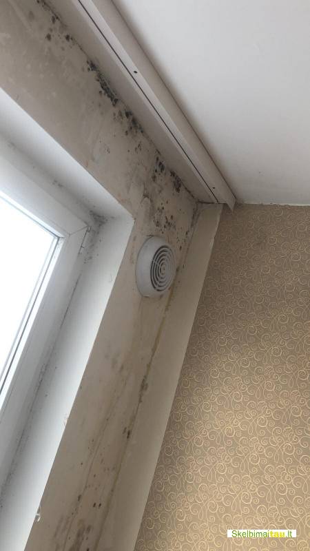 Profesionalus pelėsio naikinimas