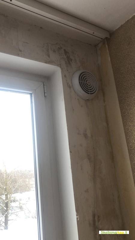 Profesionalus pelėsio naikinimas