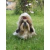 Ši cu (shih tzu) veislės tituluotas patinukas. . .