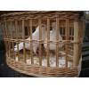 Balti balandziai-meiles ir istikimybes simbolis
