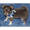 Chihuahua puppy for priėmimo